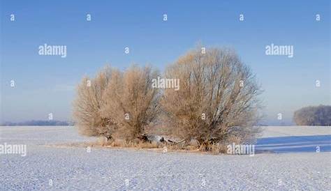 Understanding the Themes and Imagery of The Willows in Winter