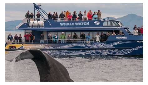 The Best Places for Whale Watching in New Zealand