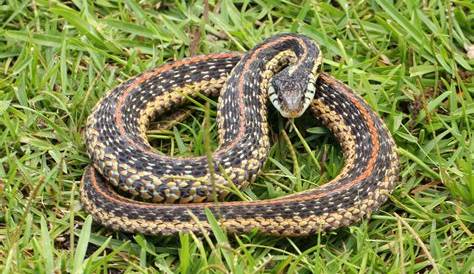 A List of Least Concern Reptiles and What It Means for Conservation