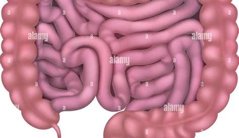 Understanding Streptococcus bovis: What to Know About Your Diagnosis