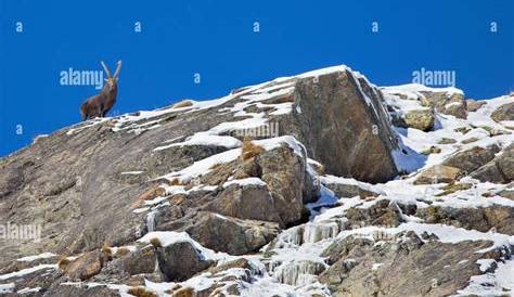 A Complete List of Mammals of Austria for Wildlife Enthusiasts