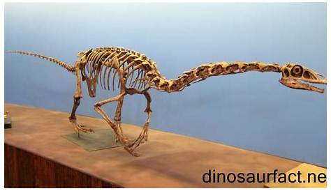 What is Falcarius and Its Importance in Dinosaur History?
