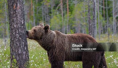 A Complete List of Mammals Found in Finland