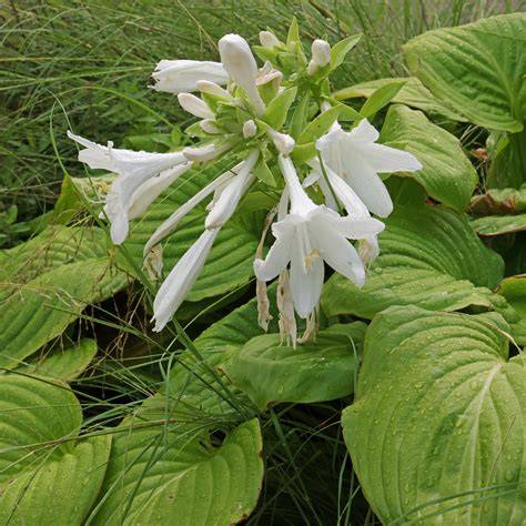 A gardener dividing a clump of Hosta plantaginea in spring.