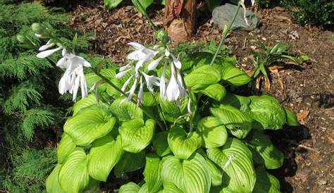 How to Care for Hosta Plantaginea: A Simple Guide