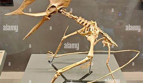 Understanding Tethydraco: The Unique Prehistoric Reptile
