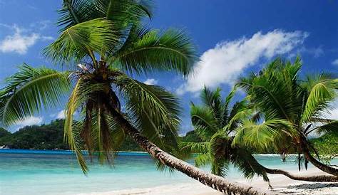 Understanding Death in Paradise: What Makes This Show Engaging?