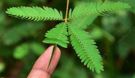 Understanding Nastic Movements in Plants
