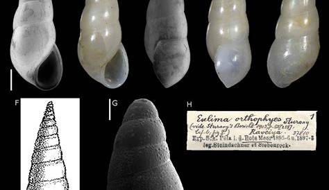 Understanding Melanella orthophyes: Characteristics and Habitat