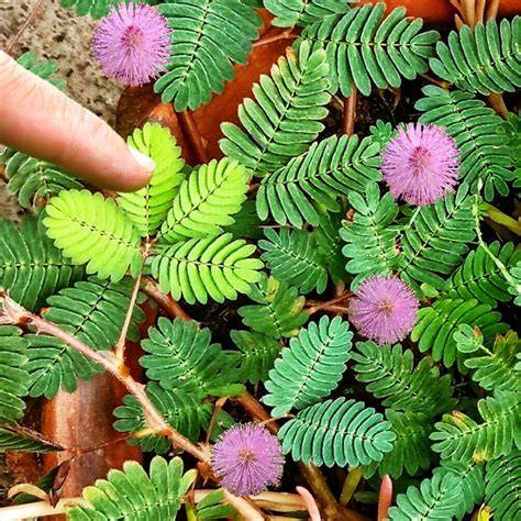 Mimosa pudica plant showing rapid leaf folding after being touched.