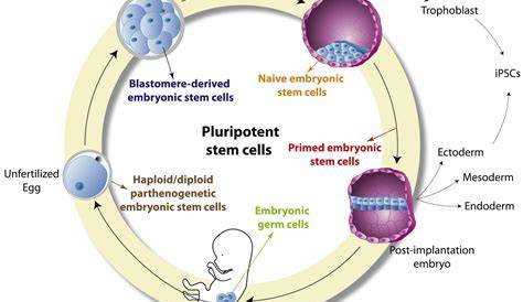 Understanding Developmental Pluripotency Associated 2