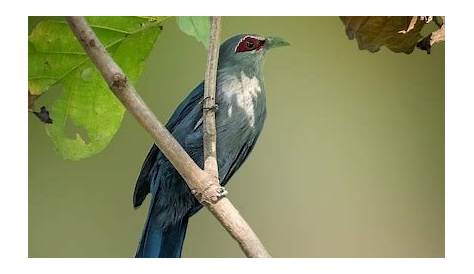 How to Spot the Mentawai Malkoha in the Wild