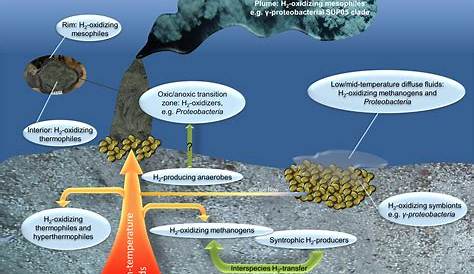 Understanding Sulfur Oxidizing Bacteria