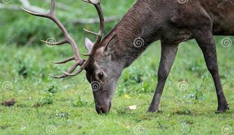 A Comprehensive List of Mammals of the Czech Republic