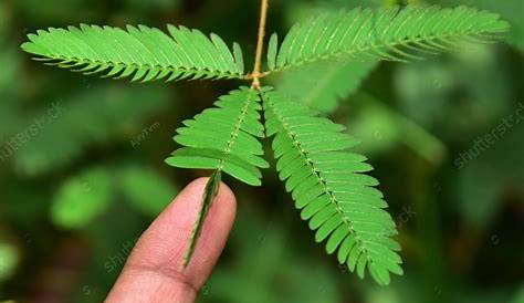 Understanding Nastic Movements in Plants